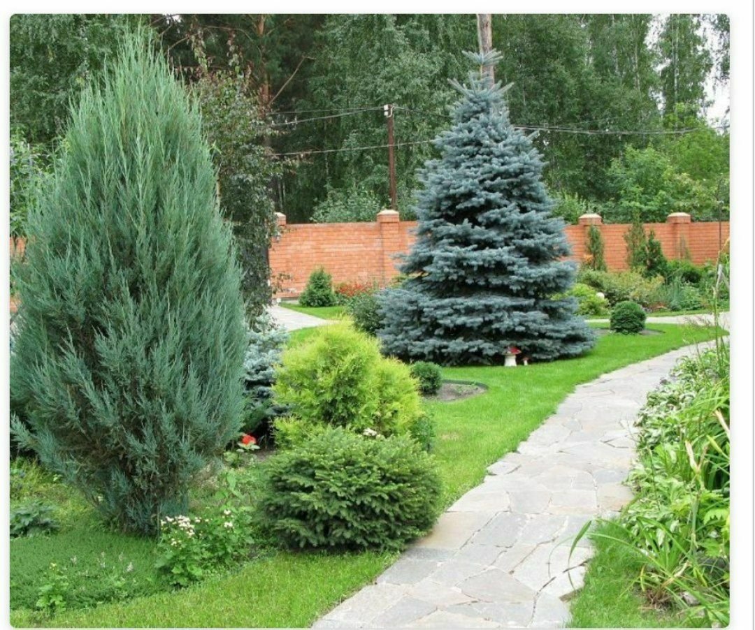 Ель Глаука Рождественская