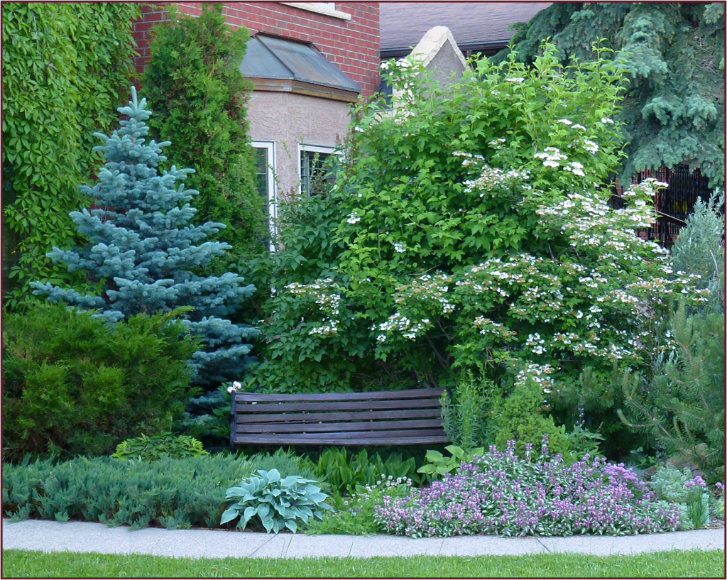 Сирень и хвойники