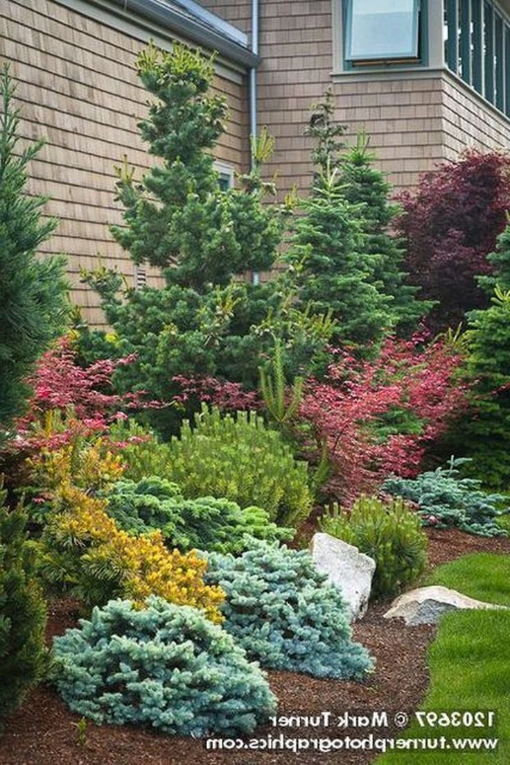 Миксбордер туя Барбарис