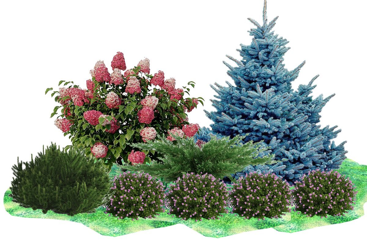 Клумба с елью и гортензией