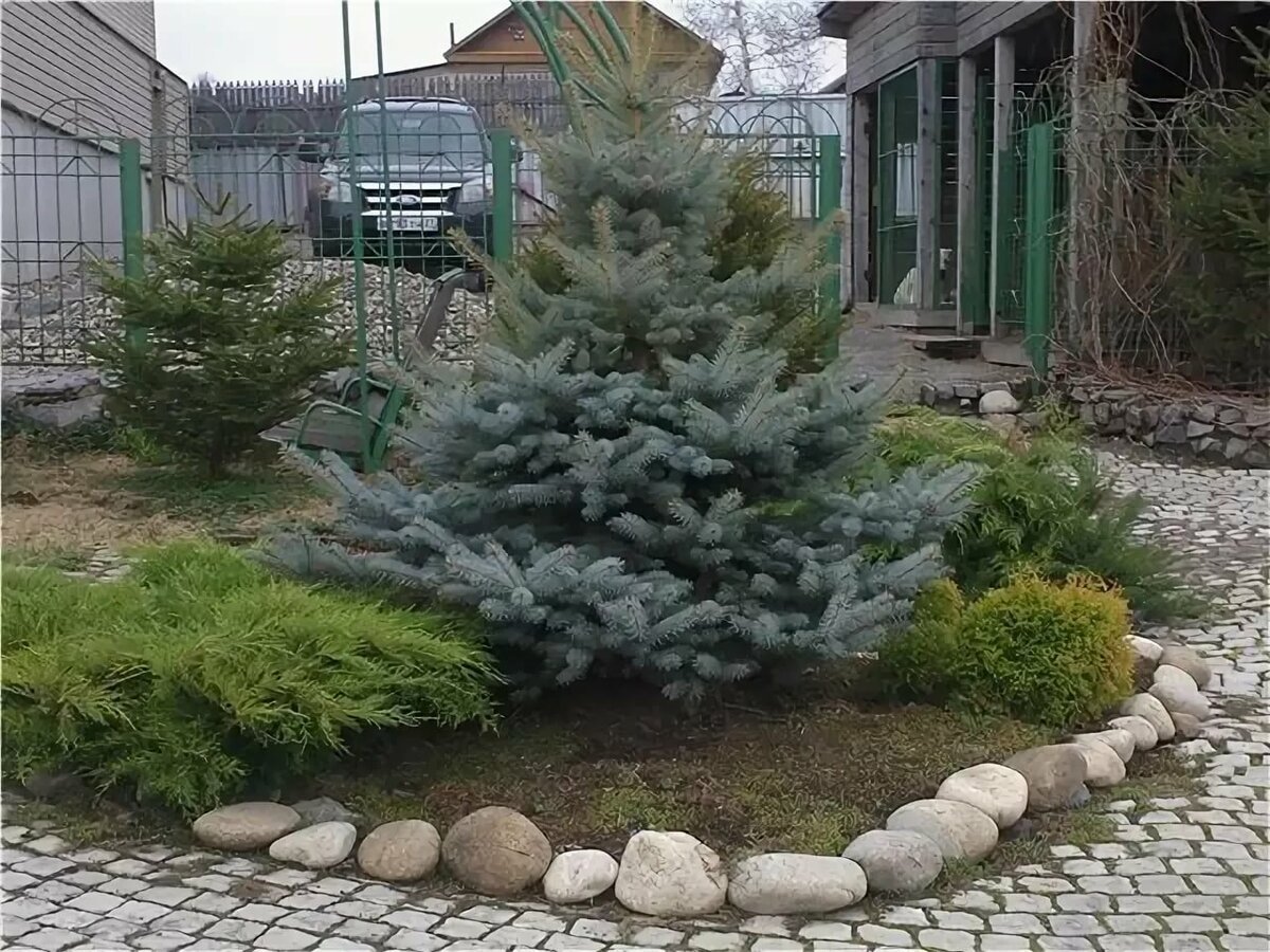 Можжевельник и ель Хупси