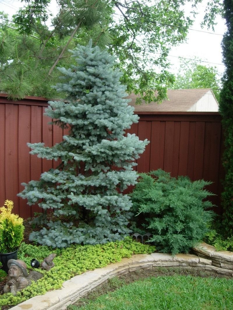 Ель Глаука Беби Блю