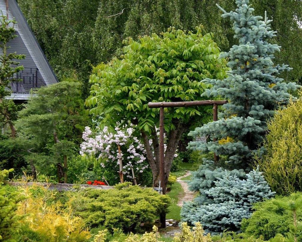 Ель Хупси на штамбе