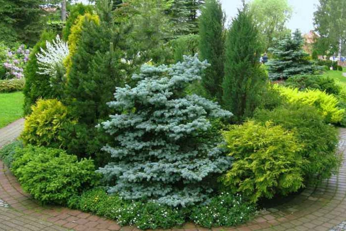 Туя Глаука Глобоза