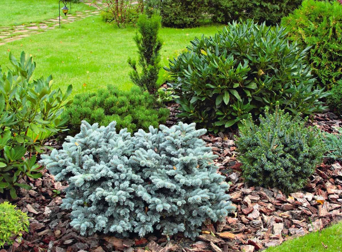 Ель Глобоза