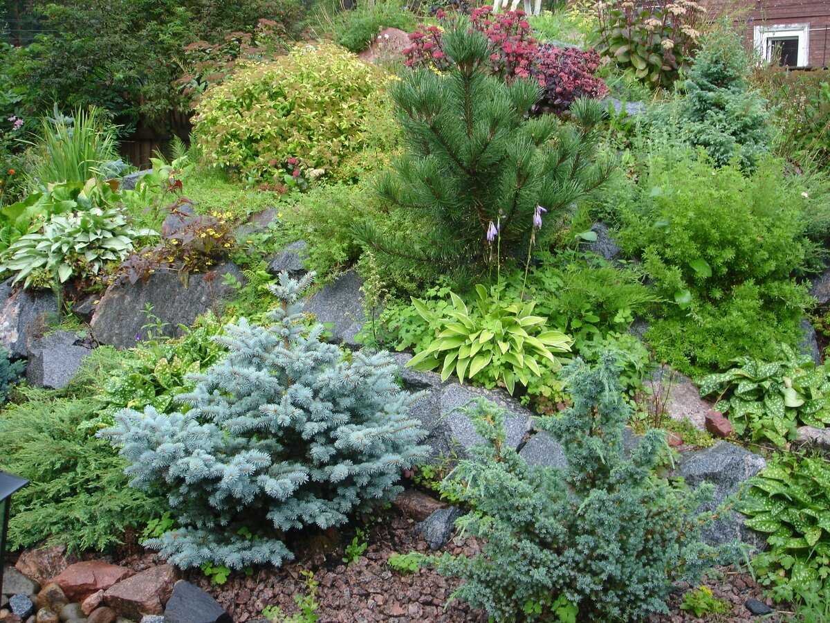 Ель Нидиформис Глаука