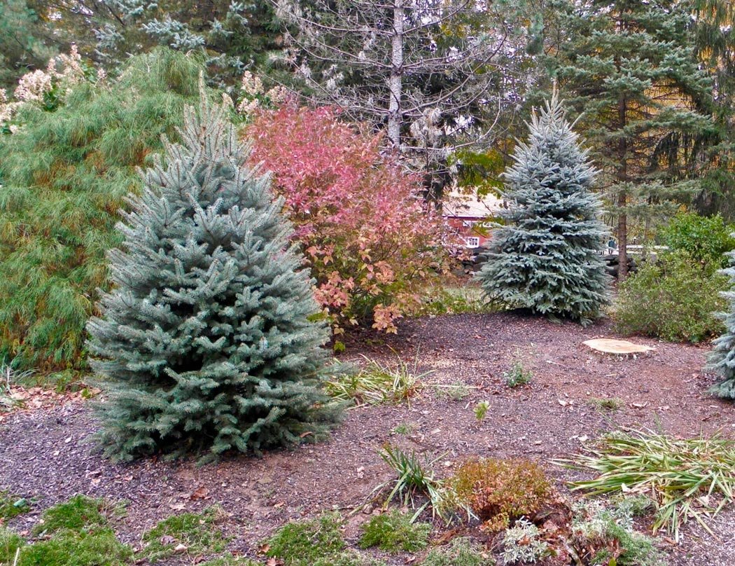 Ель колючая Мисти Блю