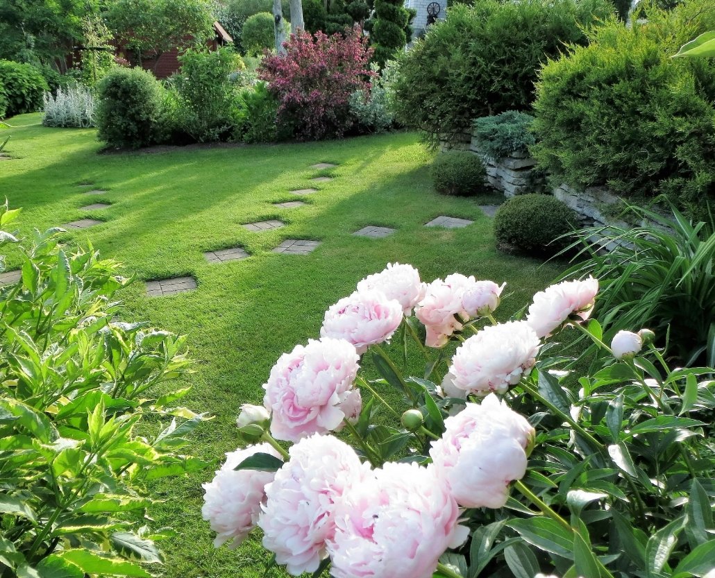 Пион Имакулее