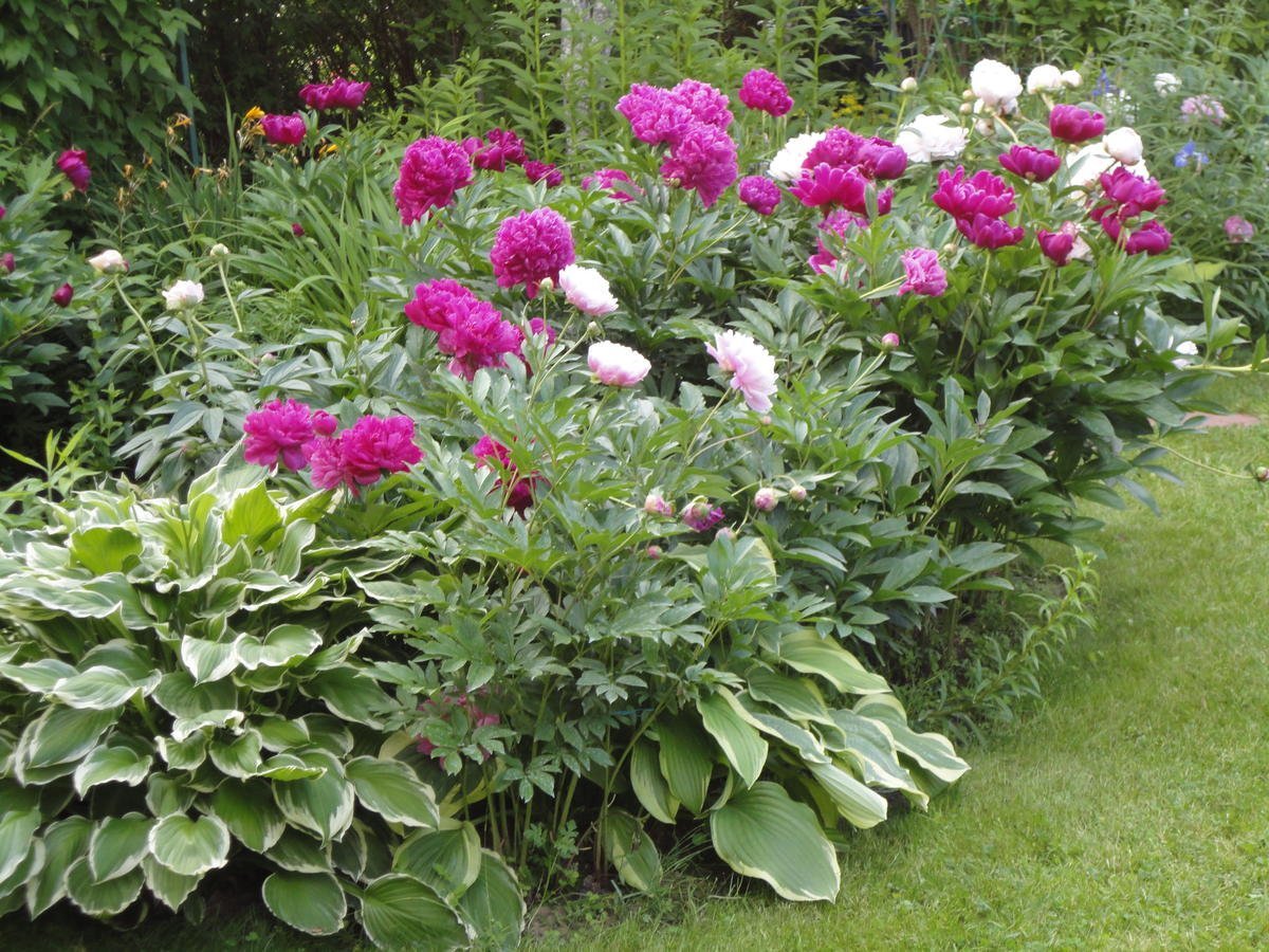 Клумбы лилейники Хоста и пион