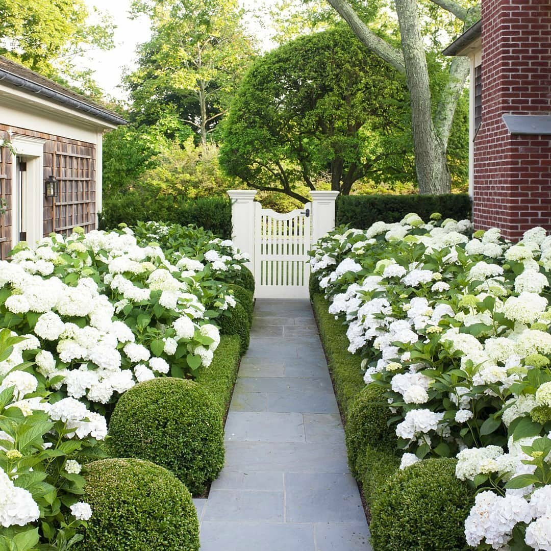 Гортензия древовидная White Dome