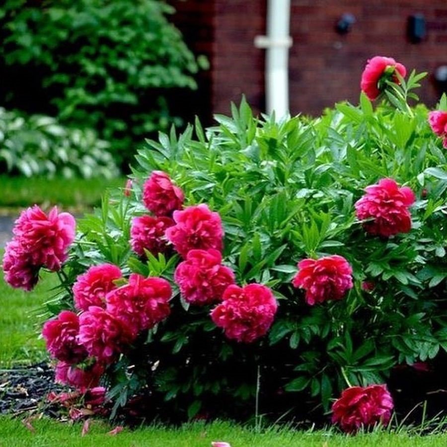 Пион травянистый розовый сад