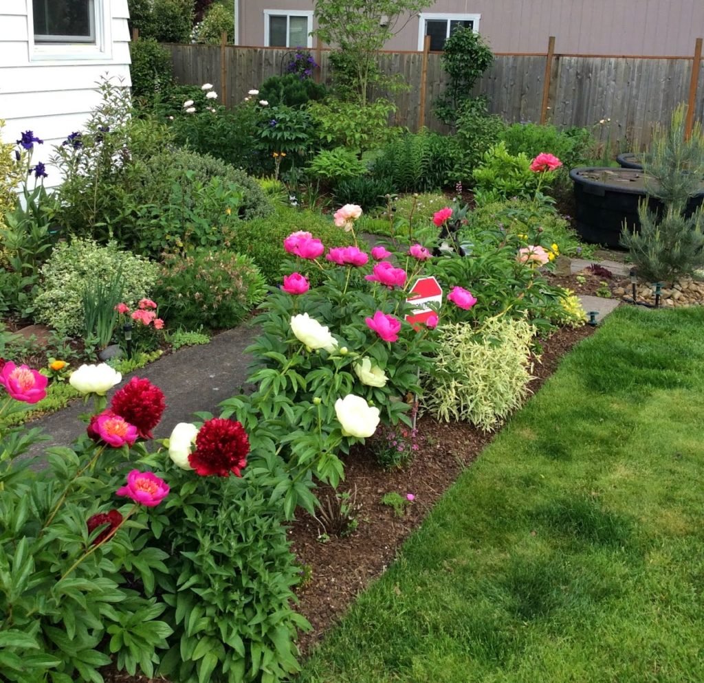 Рабатка с пионами