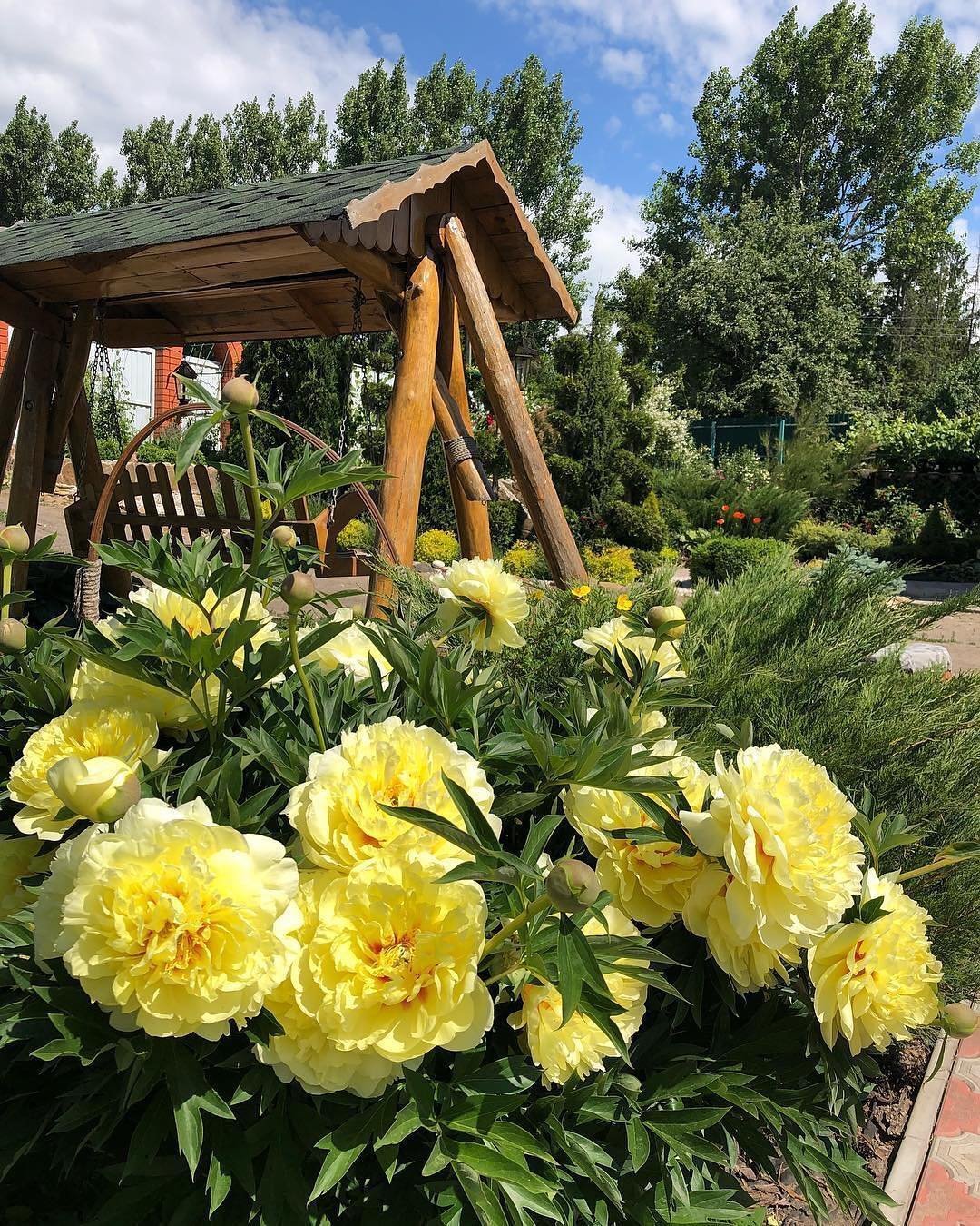 Пион желтый куст