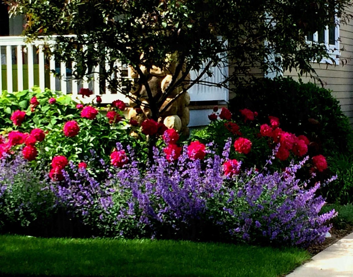 Лаванда рабатка миксбордер