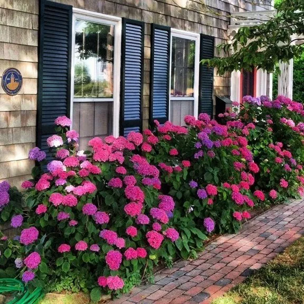 Гортензия с пионами в клумбе