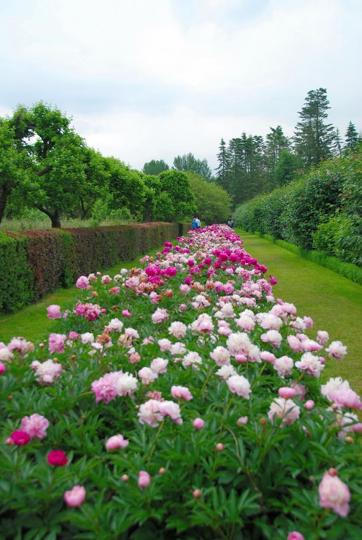 Пионы в саду