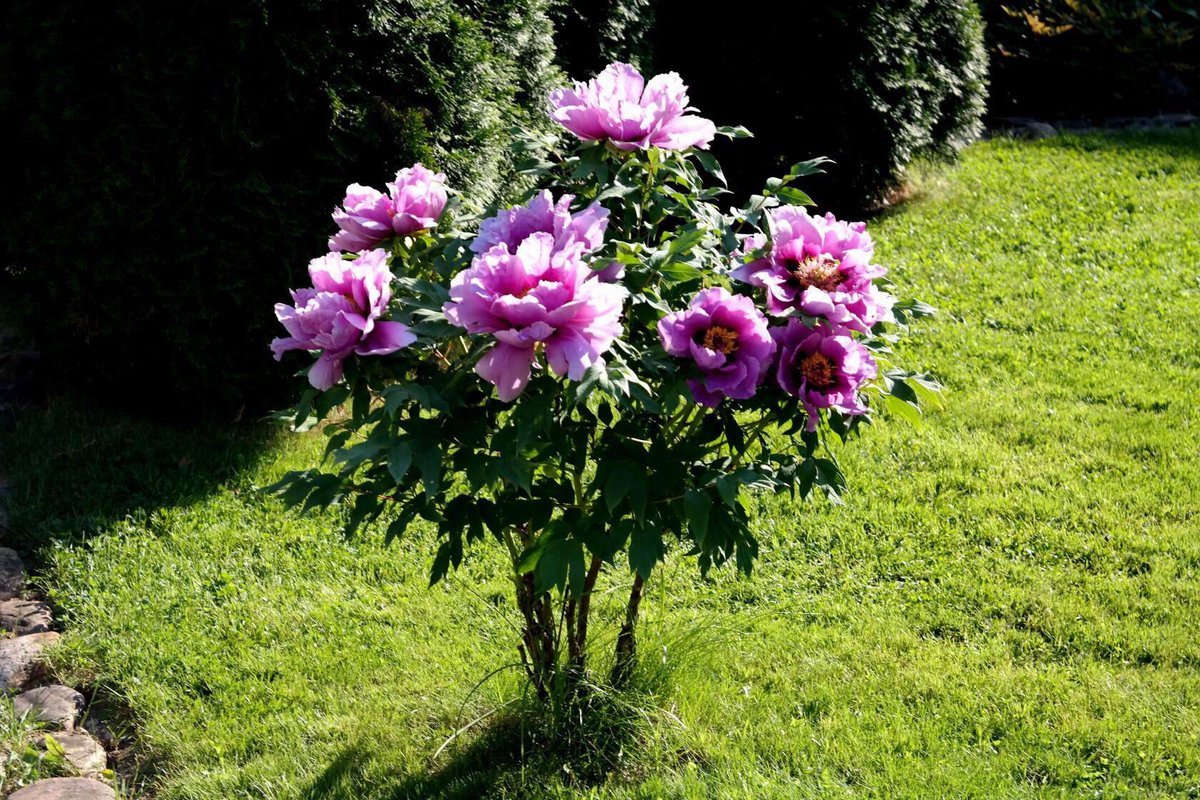 Пион кустарниковый древовидный