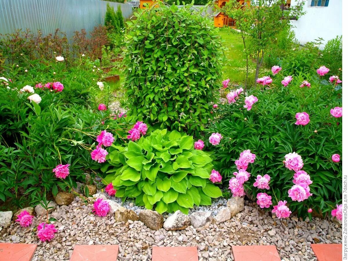 Пион Сара Бернар в миксбордере