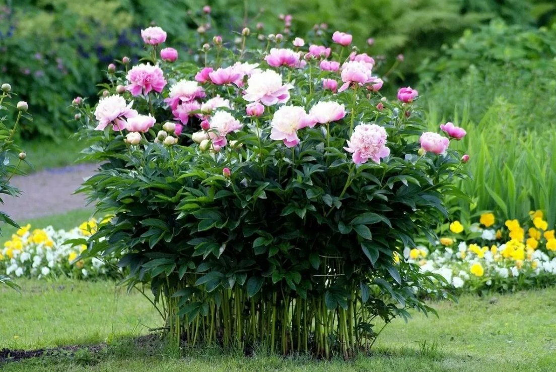 Пион Эдит кавелл