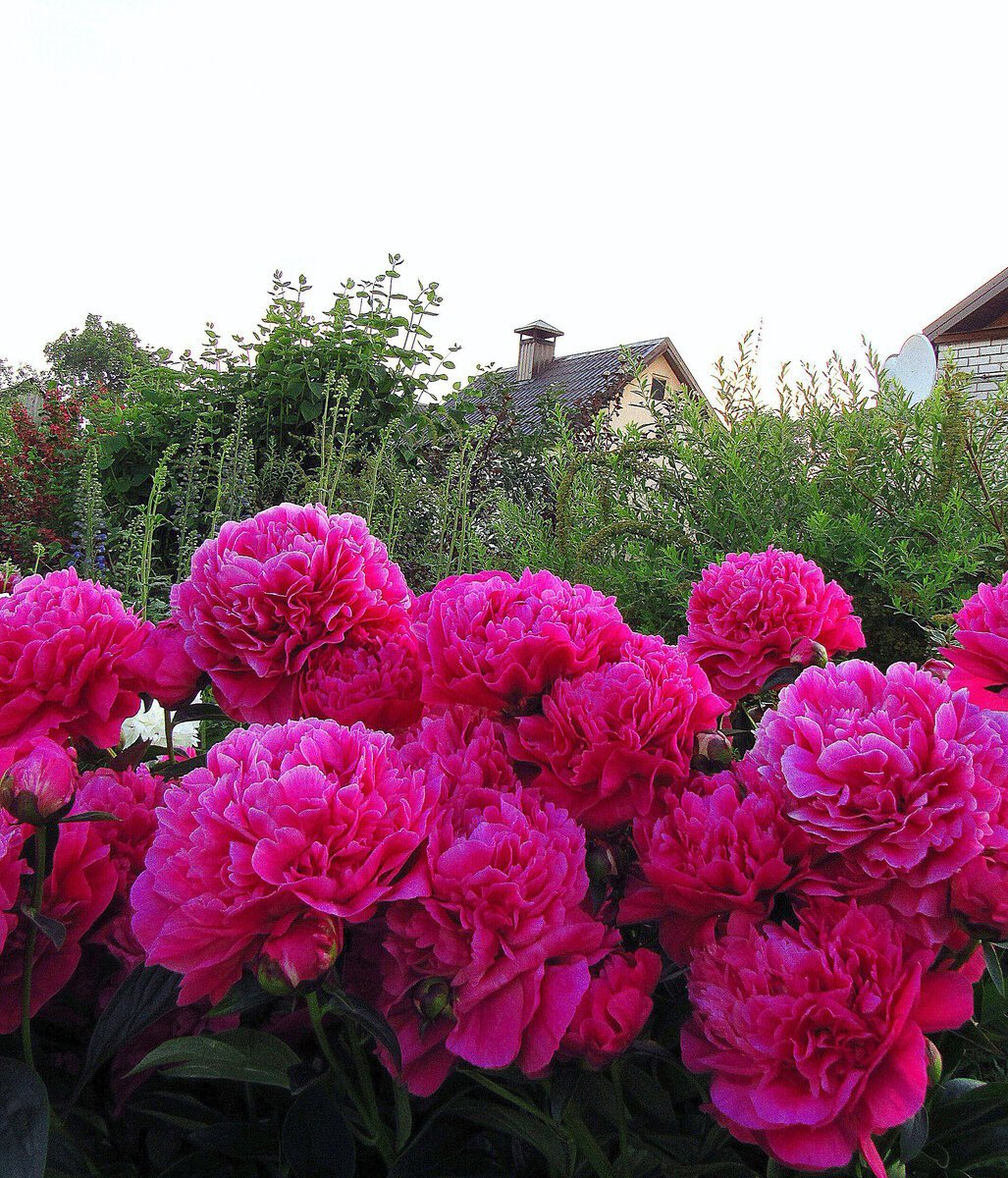 Waucedah Princess пион древовидный