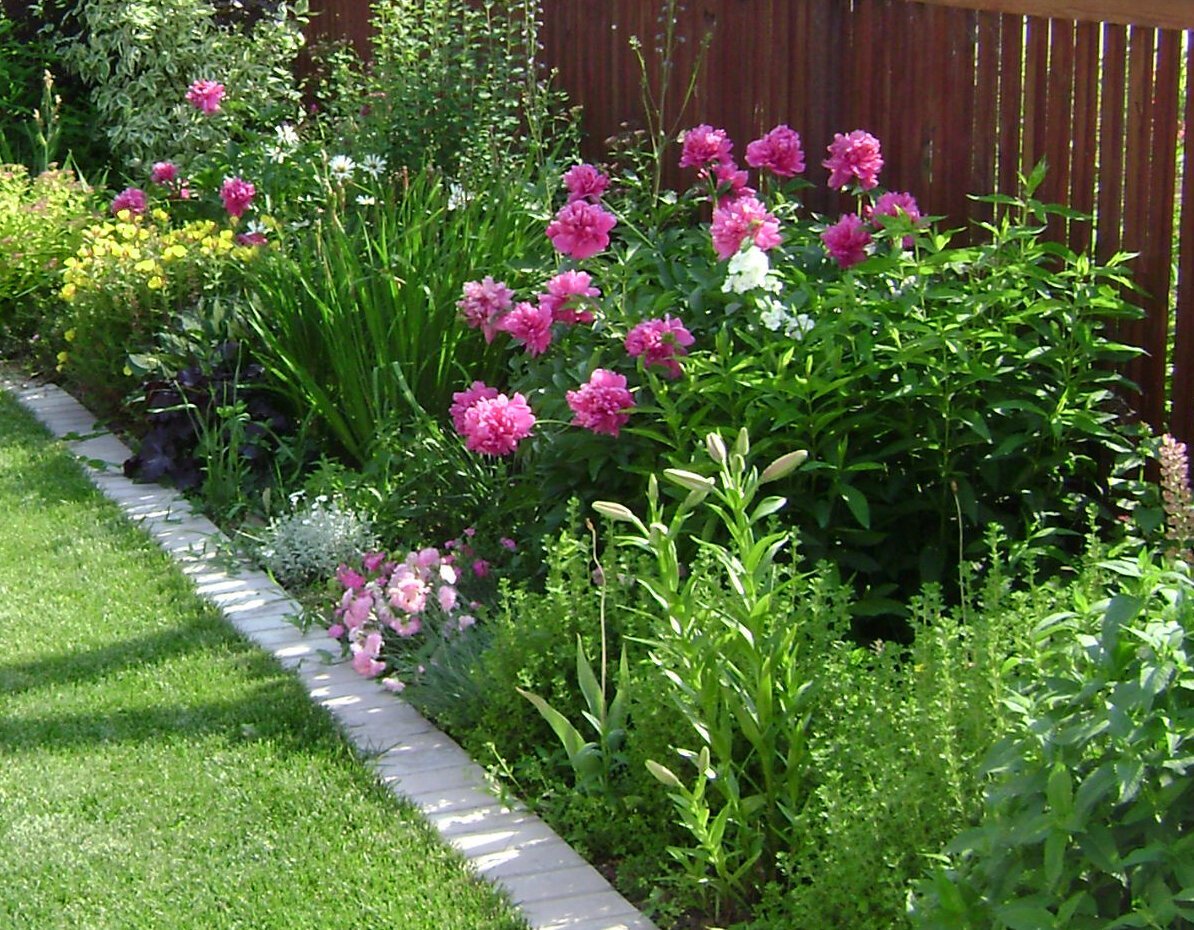 Рабатка с пионами