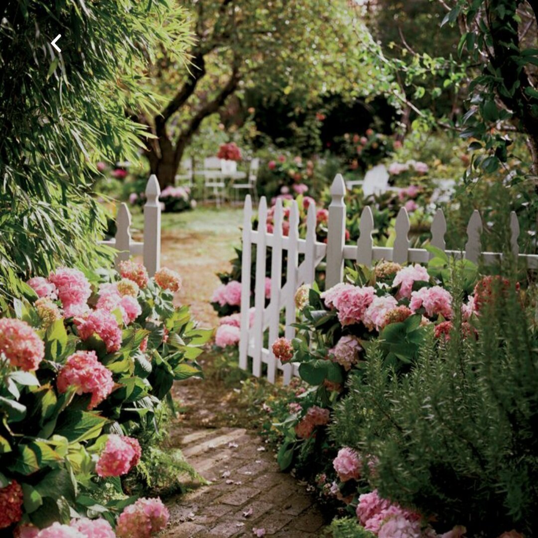 Роза Кантри блюз