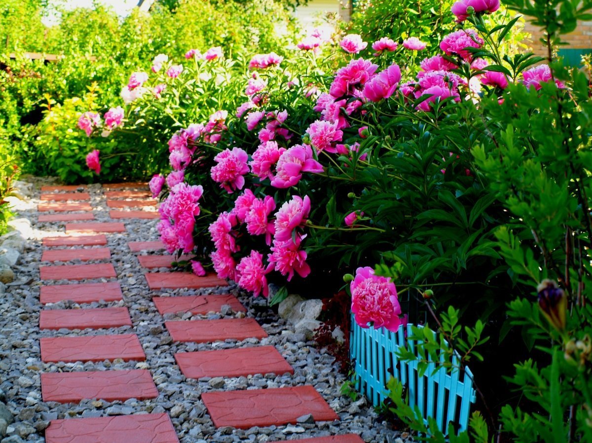 Пионы вдоль дорожки