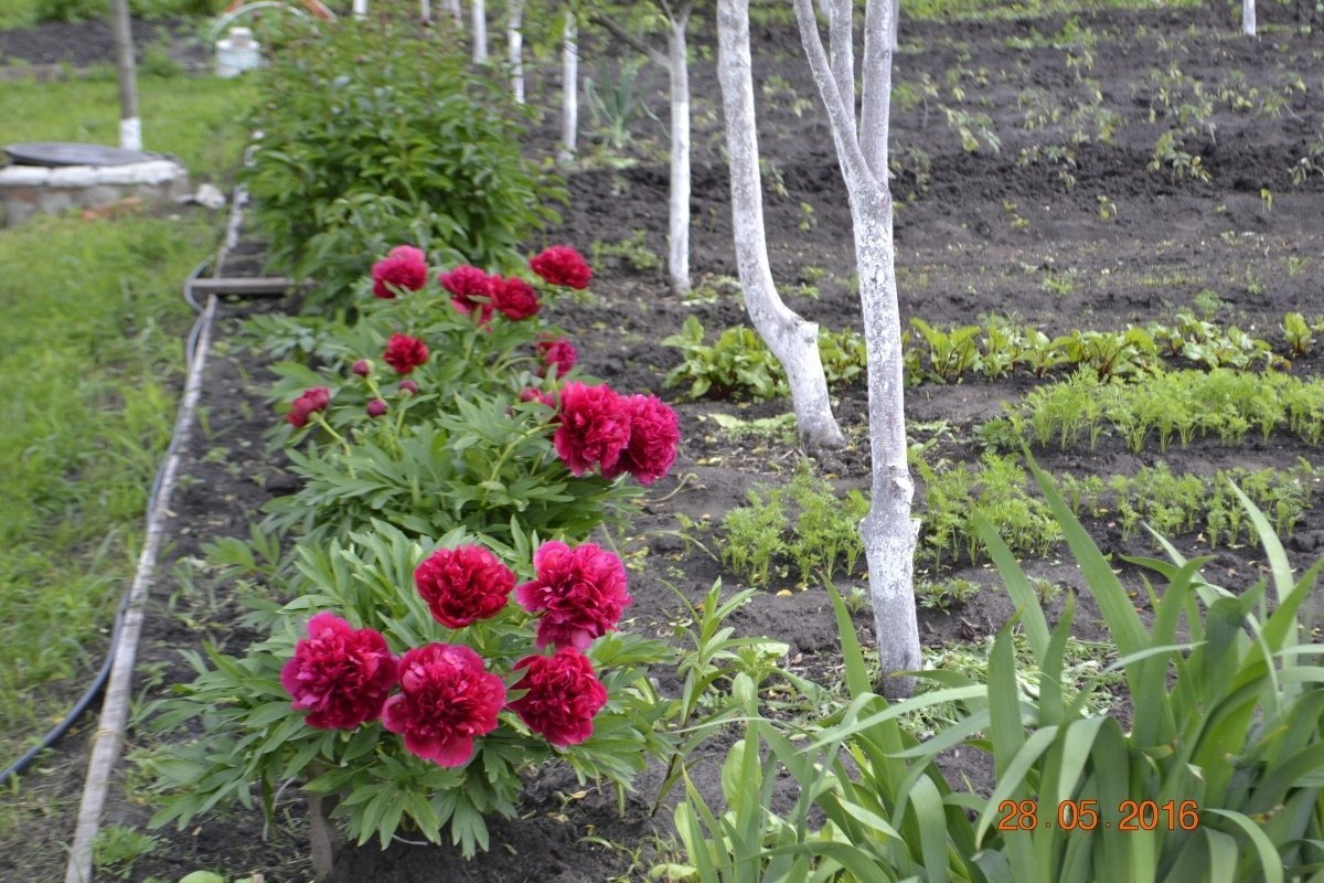 Пион древовидный в миксбордере