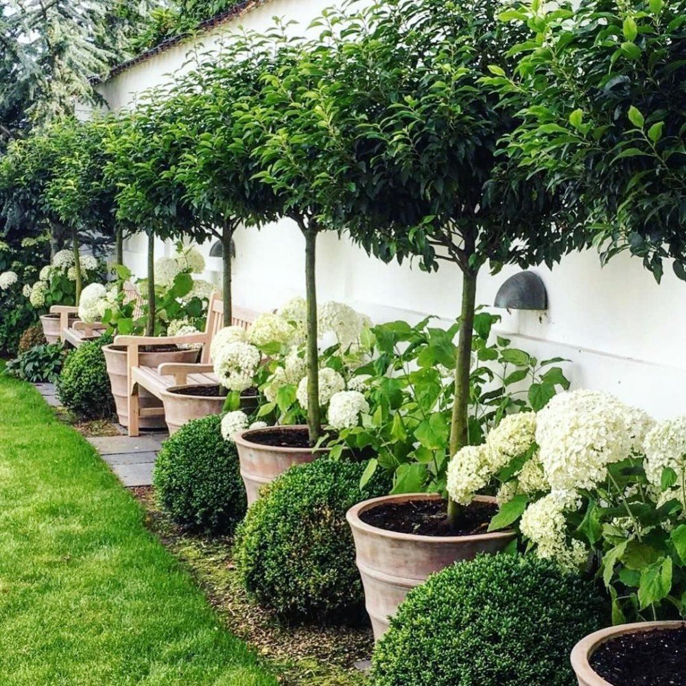 Контейнерное Озеленение самшит