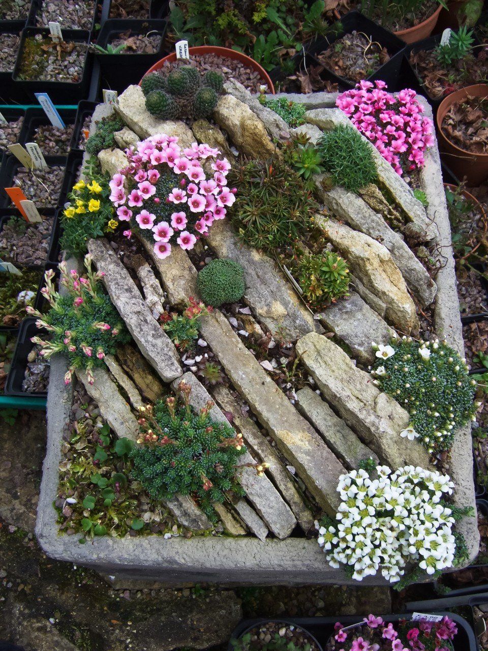 Суккуленты для альпийской горки