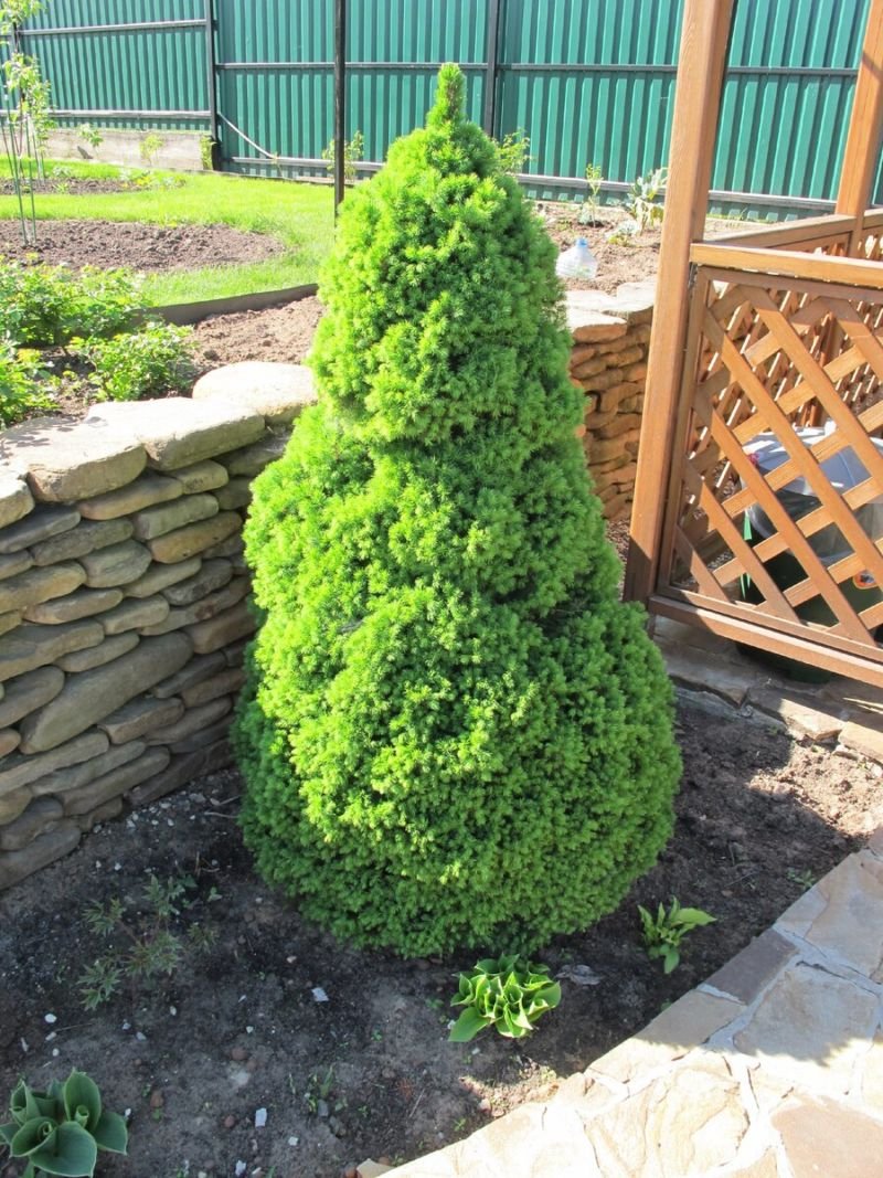 Ель канадская Коника Десембер