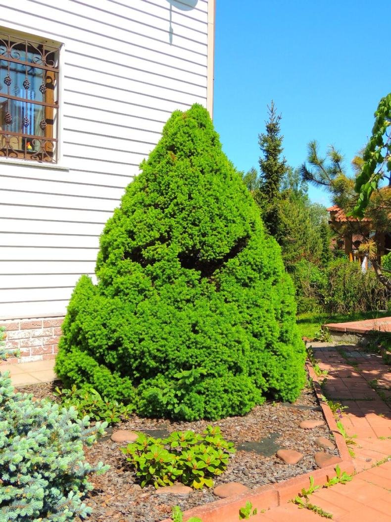 Ель Глаука Коника Спиди