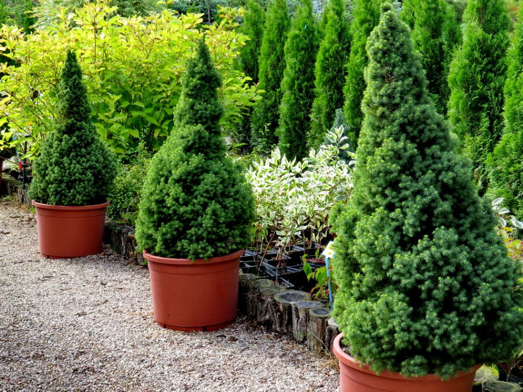 Ель канадская Коника Десембер