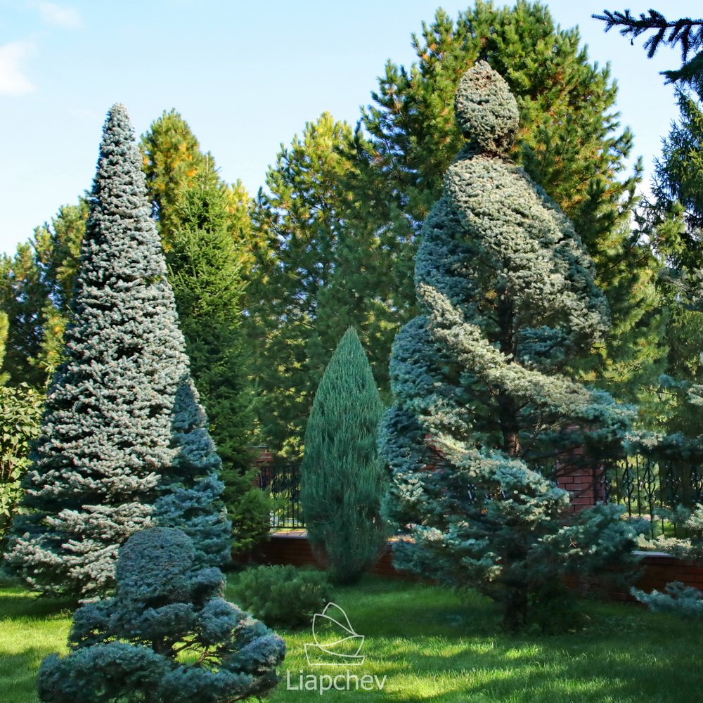 Ниваки Ляпчев