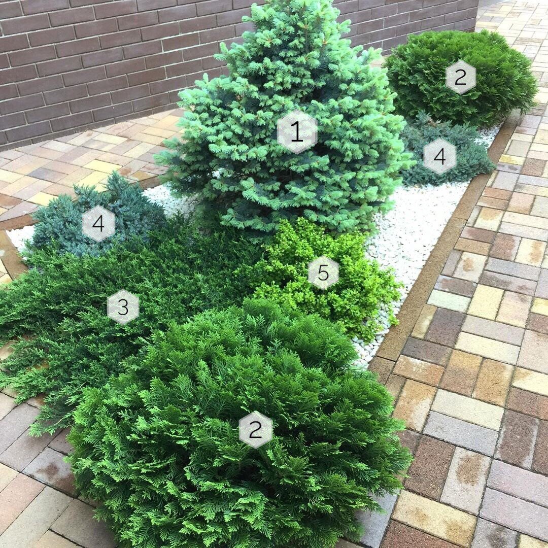 Ель канадская Коника можжевельник казацкий