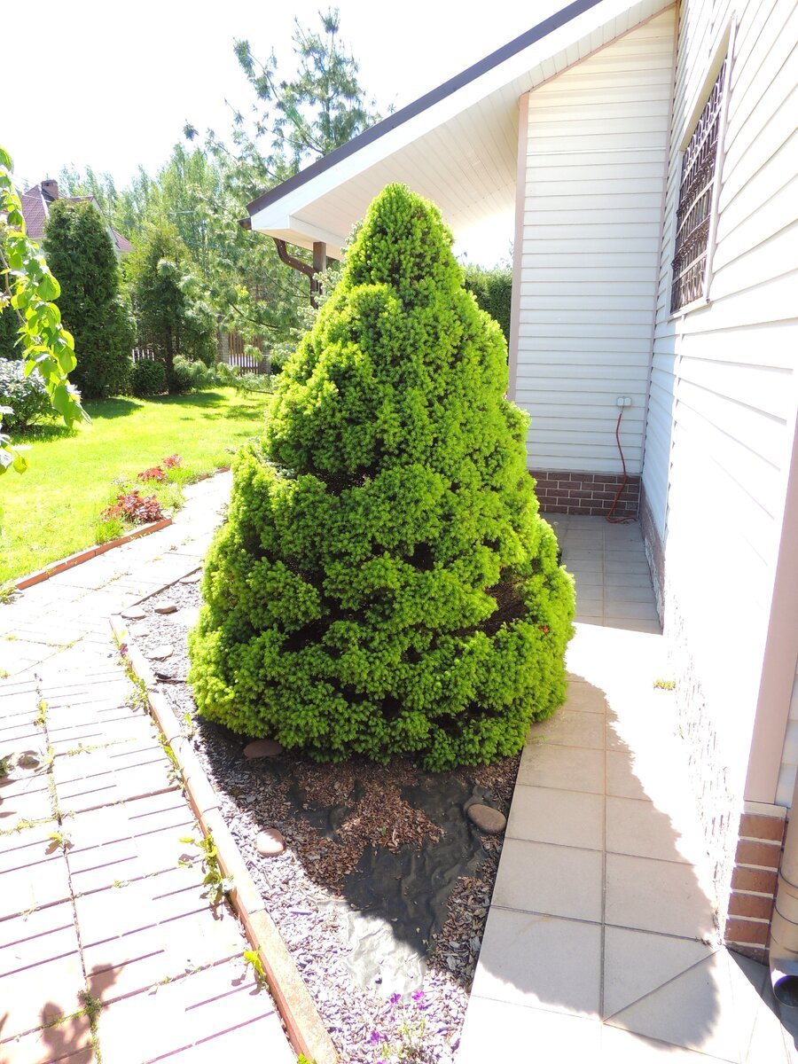 Ель Коника д9