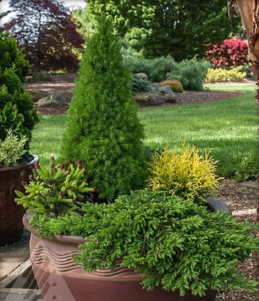 Ель Коника с самшитами