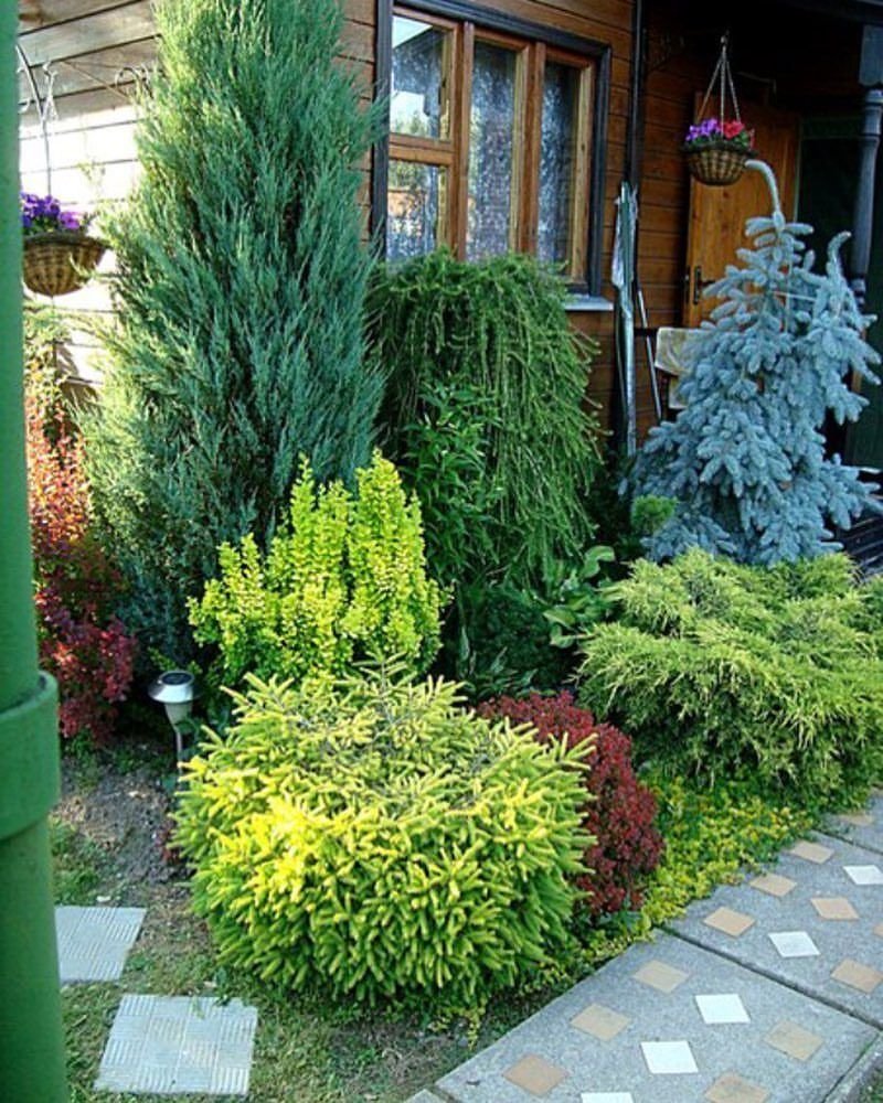 Туя Смарагд и Барбарис