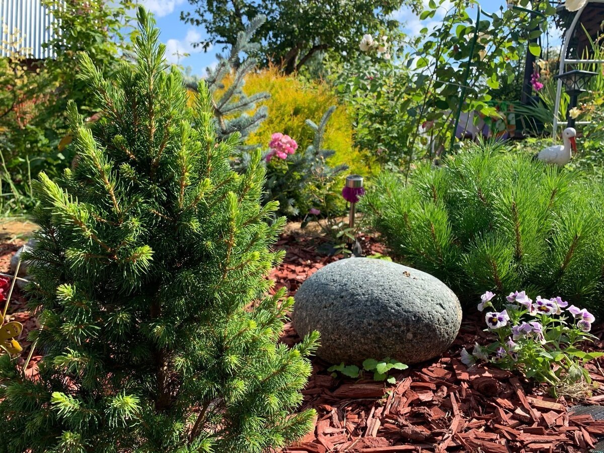 Ель Коника на даче