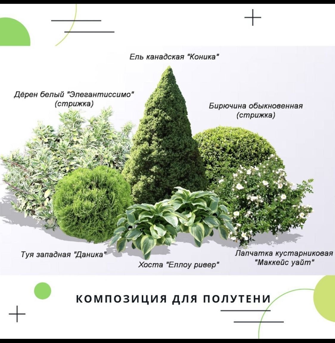 Схемы композиций с елью канадской Коника