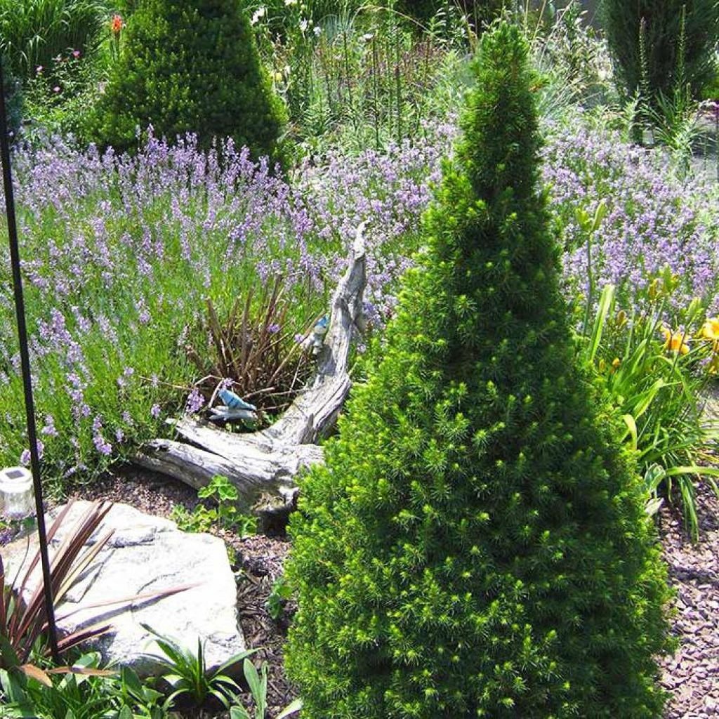 Ель Коника в рокарии