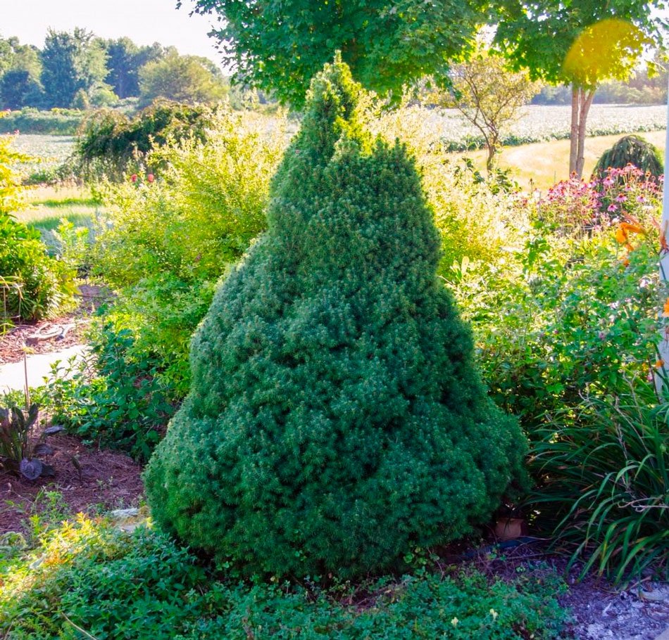 Ель Пицея Глаука Коника