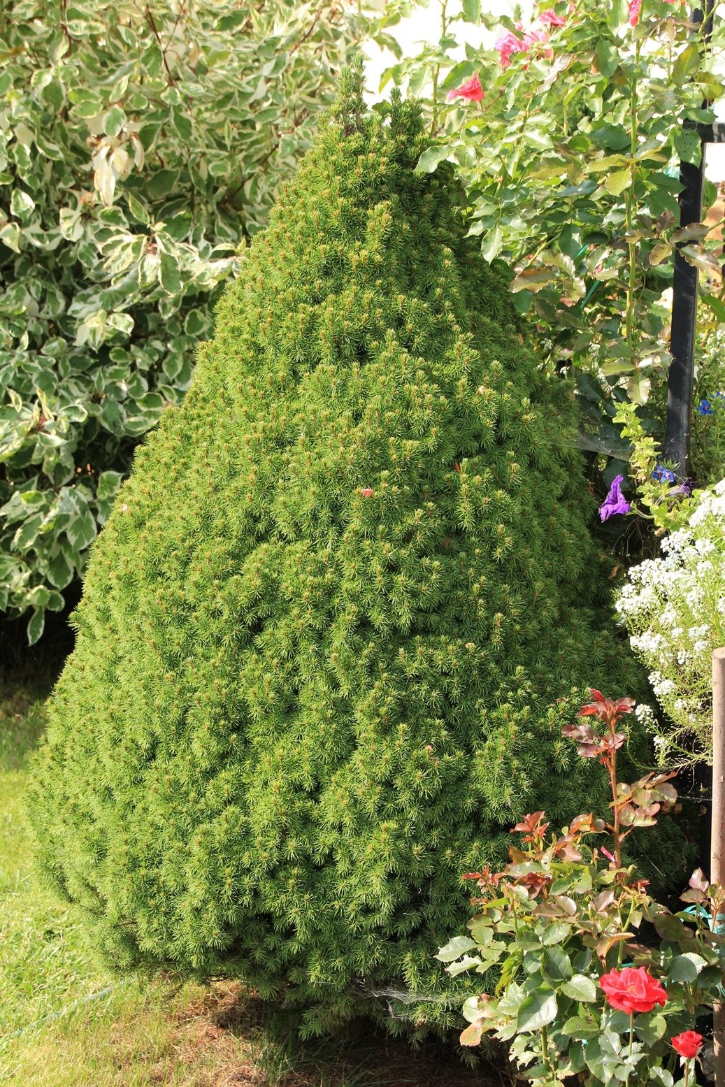 Ель Коника можжевельник