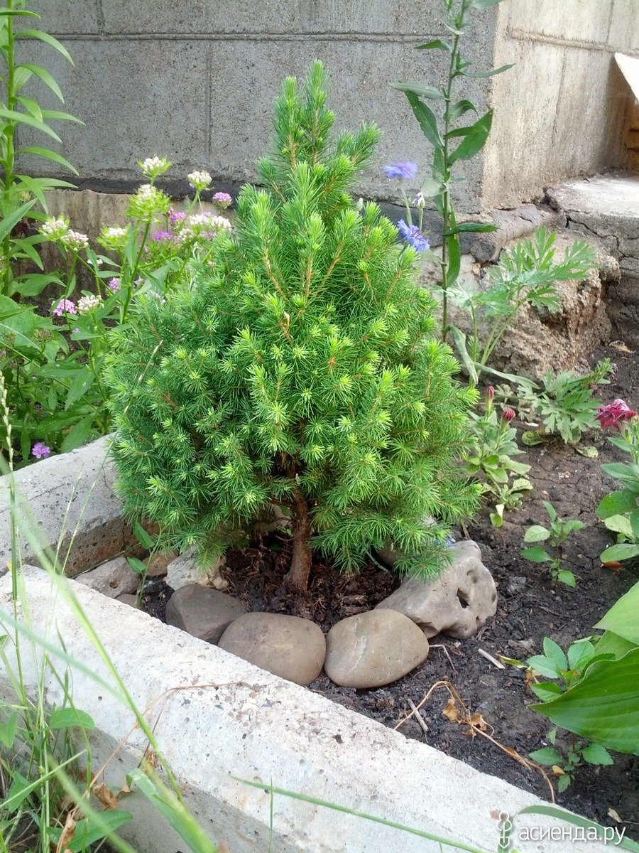 Коника ель и можжевельник на клумбе