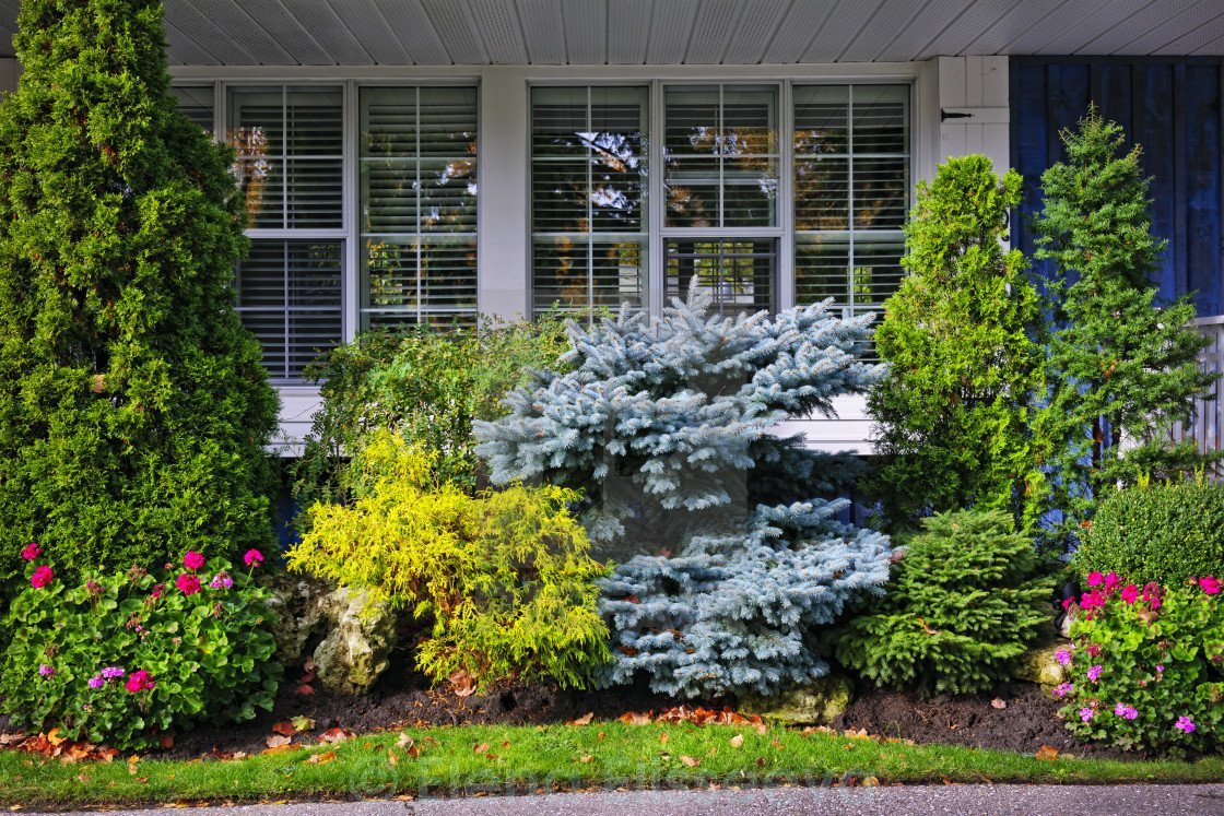 Голубая ель на даче