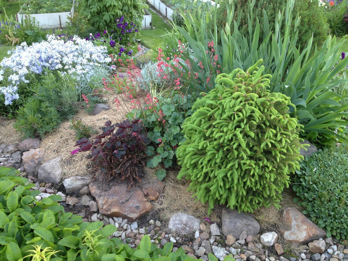 Ель Коника в рокарии