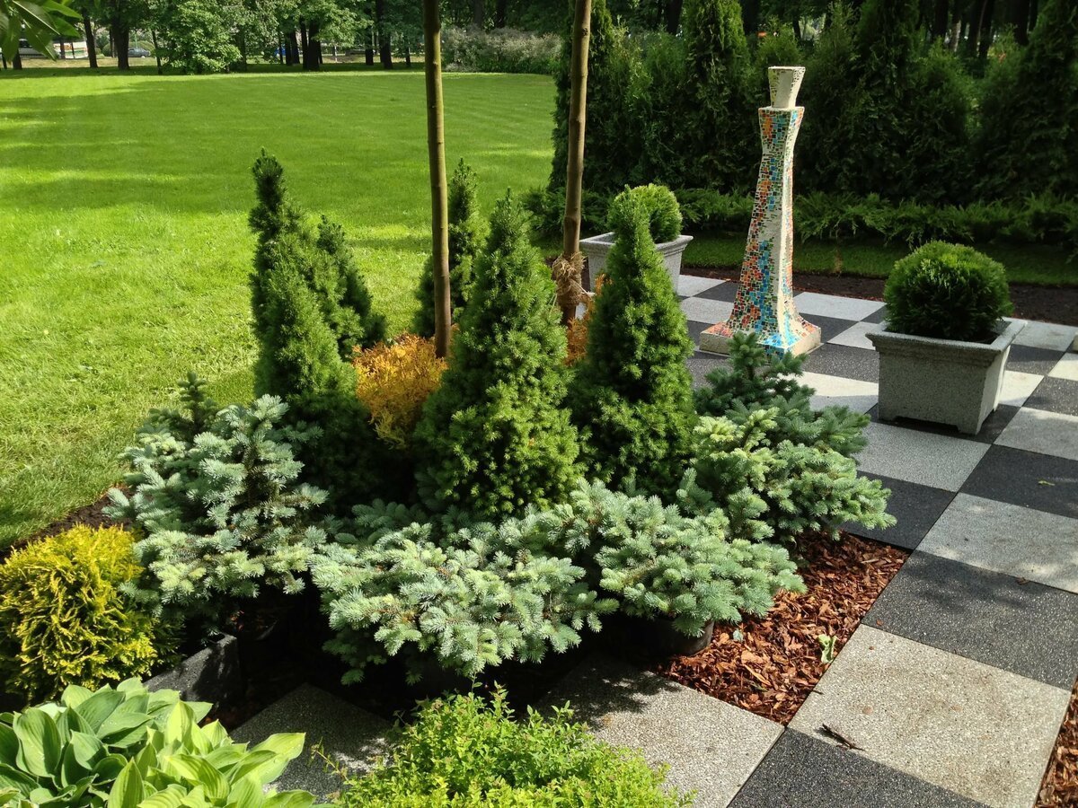 Туя Смарагд голубая ель миксбордер