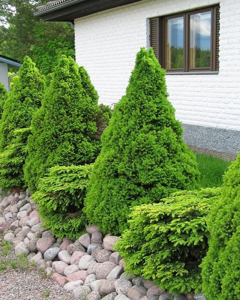 Ель канадская conica (Коника)