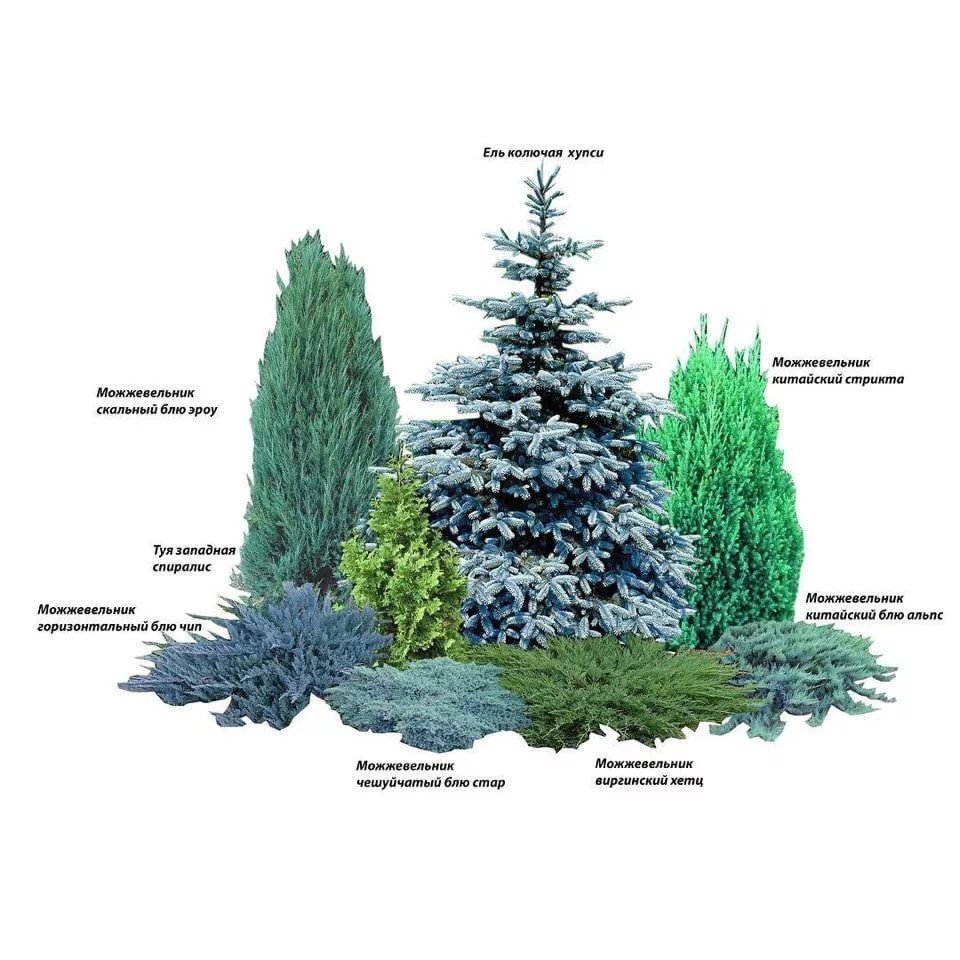 Схема высадки хвойных растений