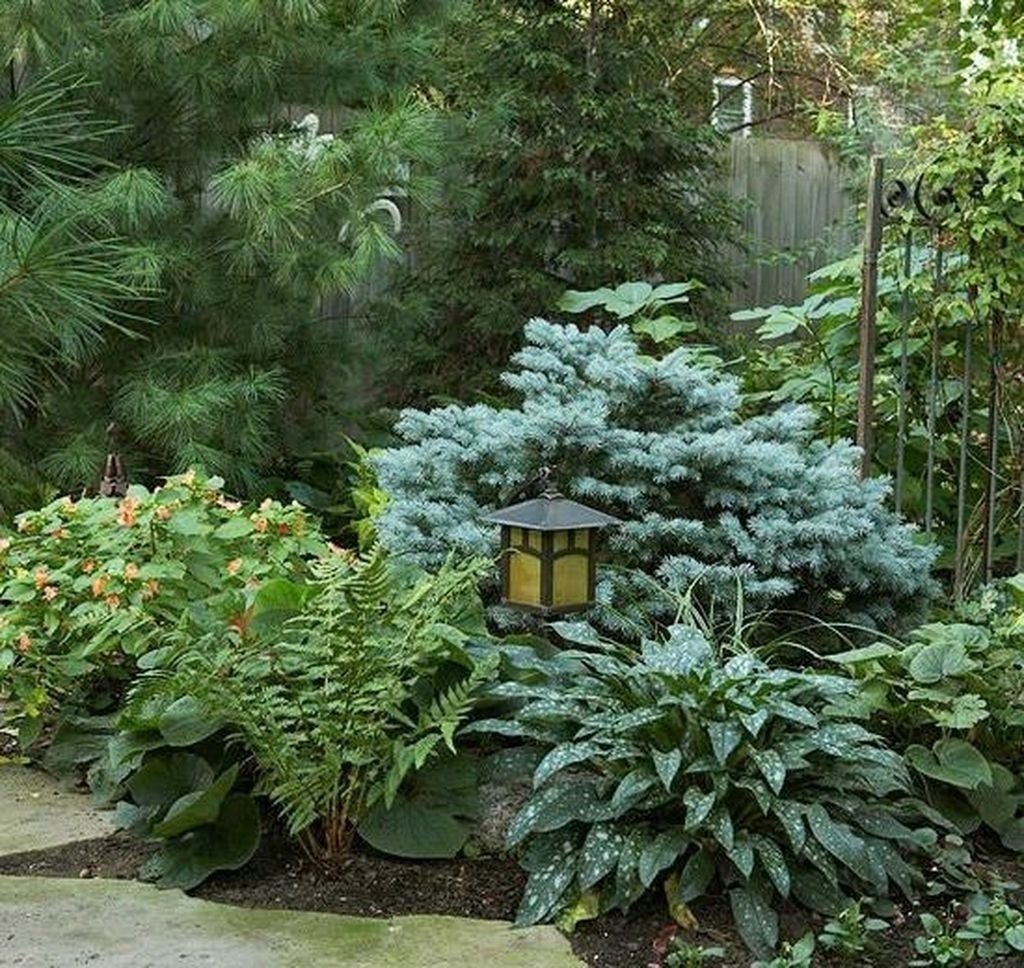 Клумба туя Хоста можжевельник